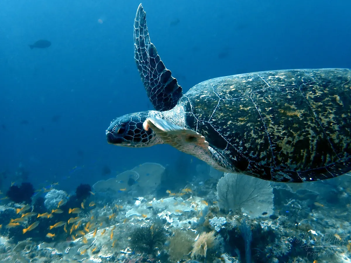 Bali Indonesia Travel Photography 01 by Lynn Peiffer A green turtle glides along a healthy coral reef at Menjangan Island in Bali, Indonesia.