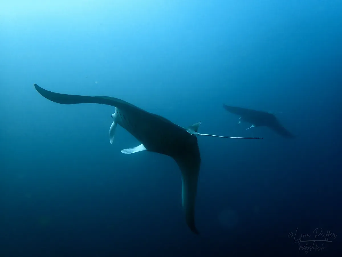 Diving Raja Ampat Indonesia Travel Photos 14 by Lynn Peiffer Two manta rays glide through blue water in Raja Ampat, Indonesia.