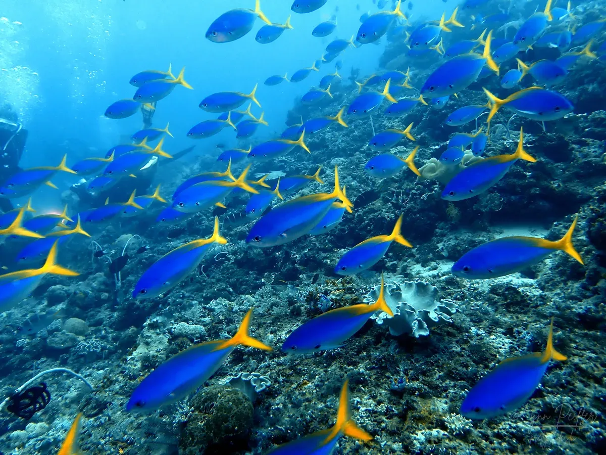 Diving Raja Ampat Indonesia Travel Photos 16 by Lynn Peiffer Scuba divers watch a school of yellowtail fusiliers swimming along a reef in Raja Ampat, Indonesia.