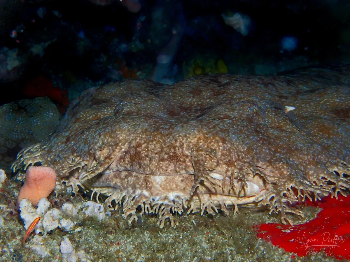 Diving Raja Ampat Indonesia Travel Photos 20 by Lynn Peiffer A close-up of a tasselled wobbegong shark as it rests on a coral reef in Raja Ampat, Indonesia.