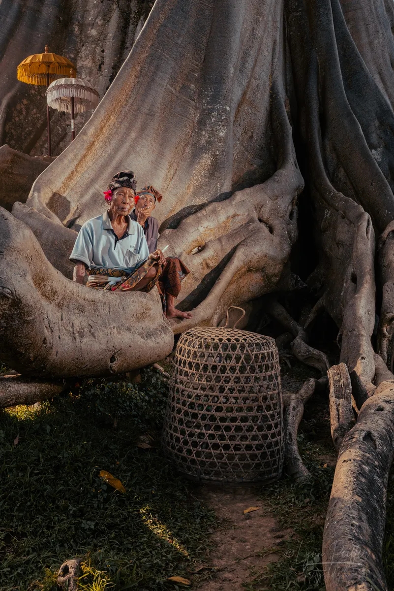 Two elderly Balinese men wearing traditional ceremony attire sit on the massive roots of a holy tree with white and yellow "tedung" ceremonial umbrellas in the backgoround and a woven bamboo cage on the ground.