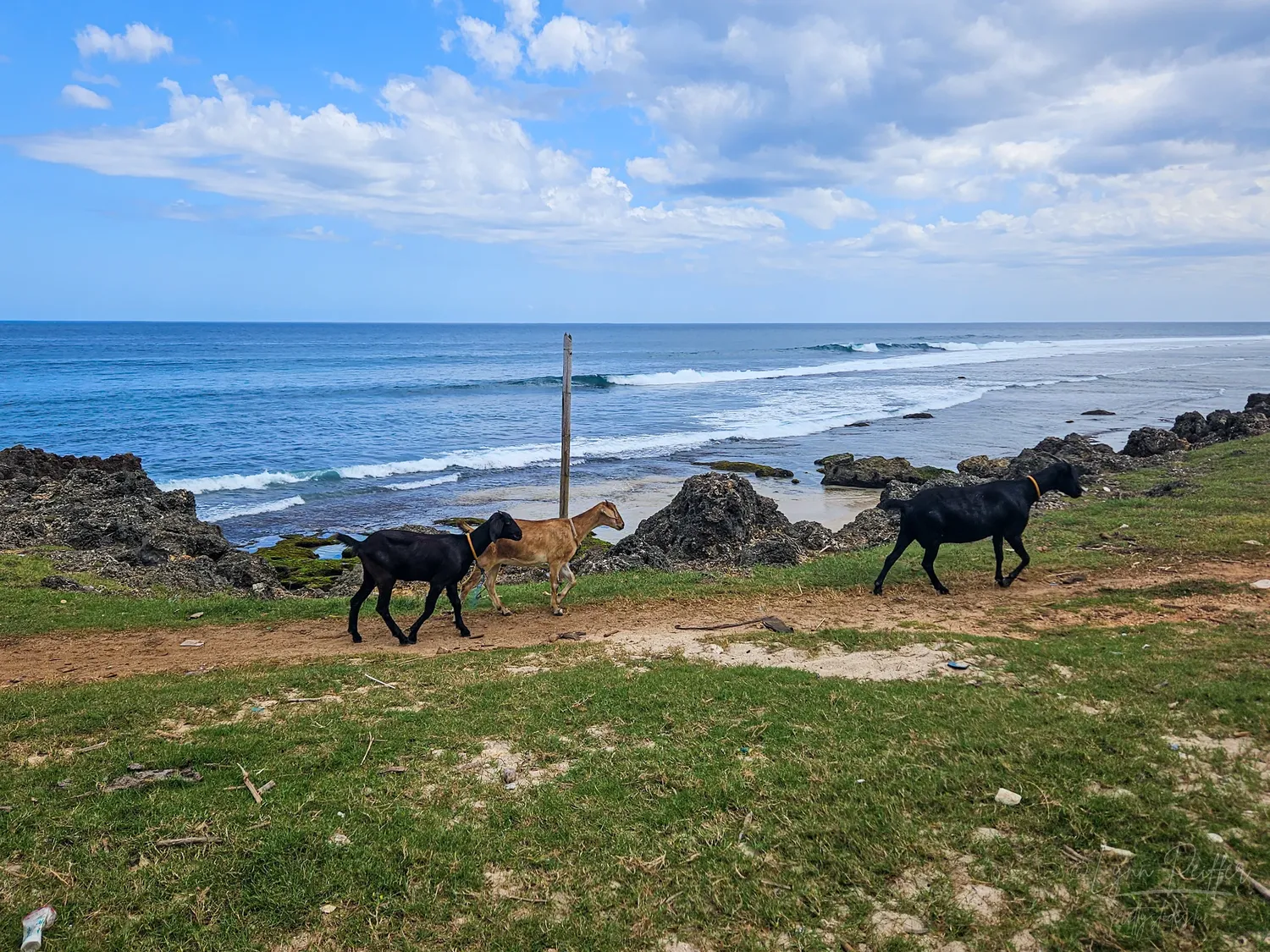Places of Indonesia Landscape Travel Photos 03 by Lynn Peiffer A trio of goats walks on a path along the coastline in Sumba, Indonesia.