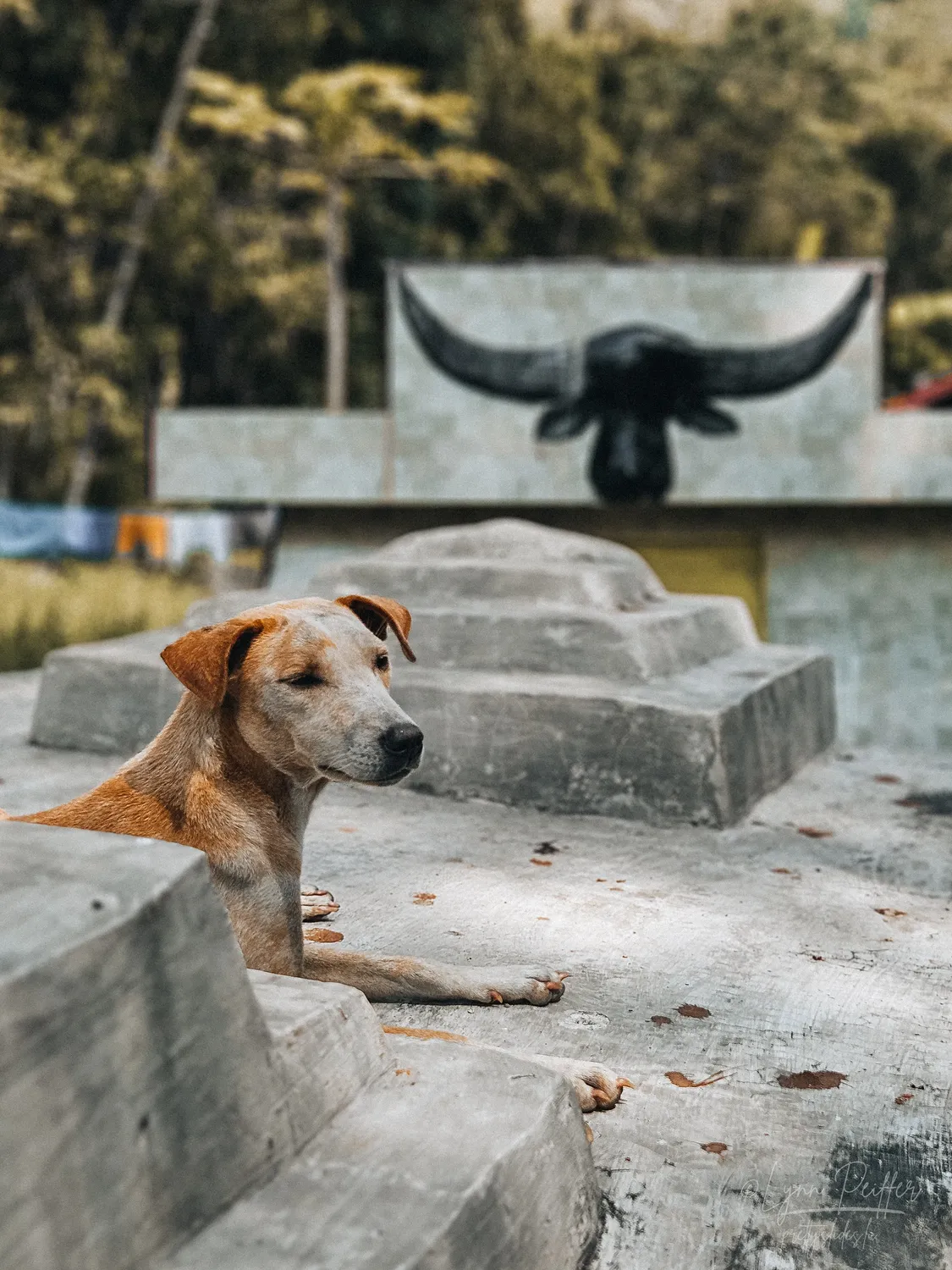 Places of Indonesia Landscape Travel Photos 05 by Lynn Peiffer A dog rests on a megalithic tomb adorned with a black buffalo-horn silhouette in Sumba, Indonesia.