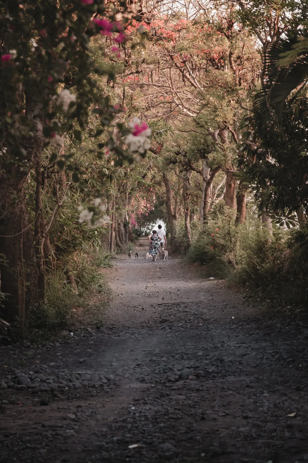 Places of Indonesia Landscape Travel Photos 14 by Lynn Peiffer A couple walks their dogs down a lane under a canopy of trees in Pemuteran, Bali, Indonesia.