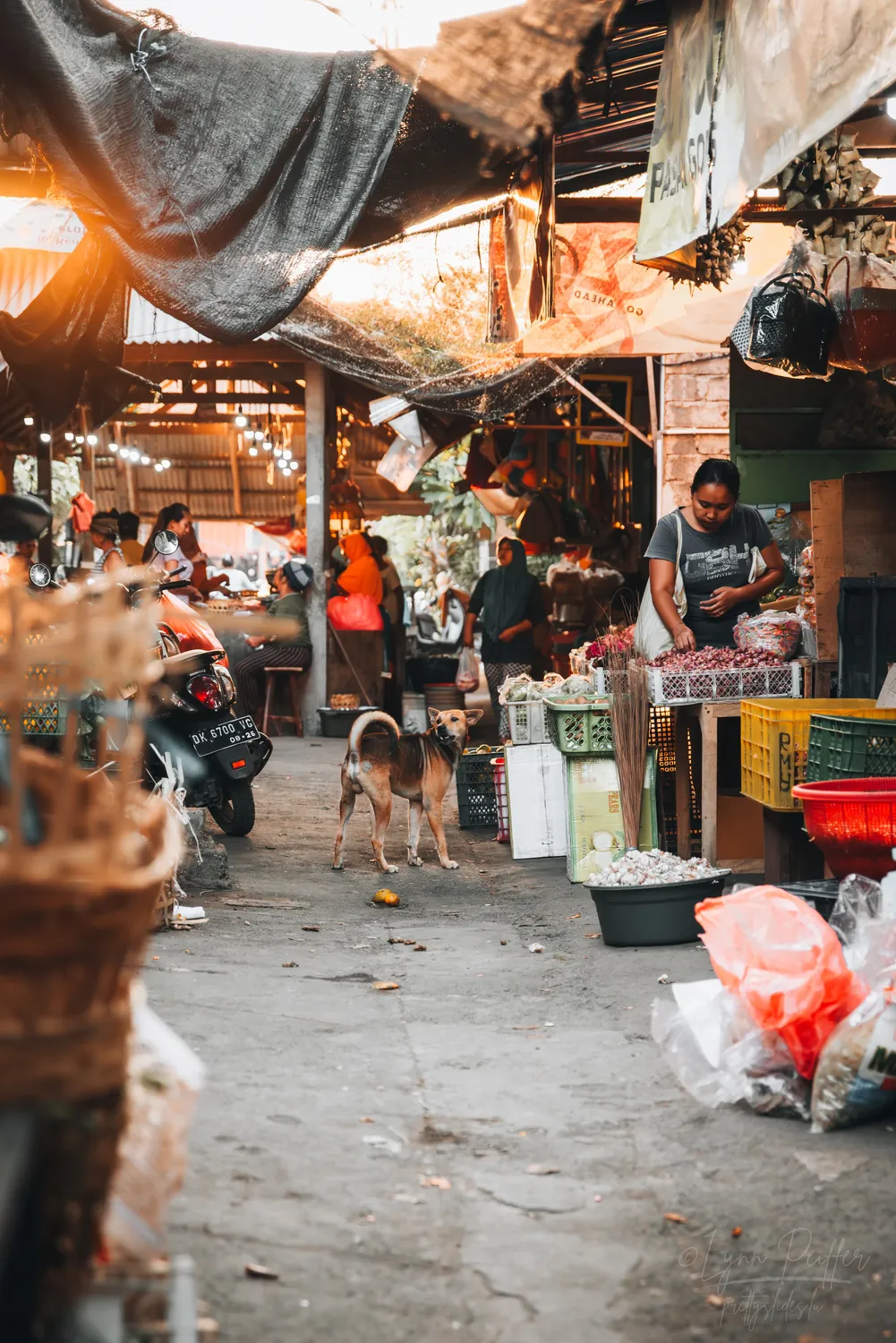 Places of Indonesia Landscape Travel Photos 15 by Lynn Peiffer A Bali dog looks alert while people shop for fresh produce at a market in Bali, Indonesia.
