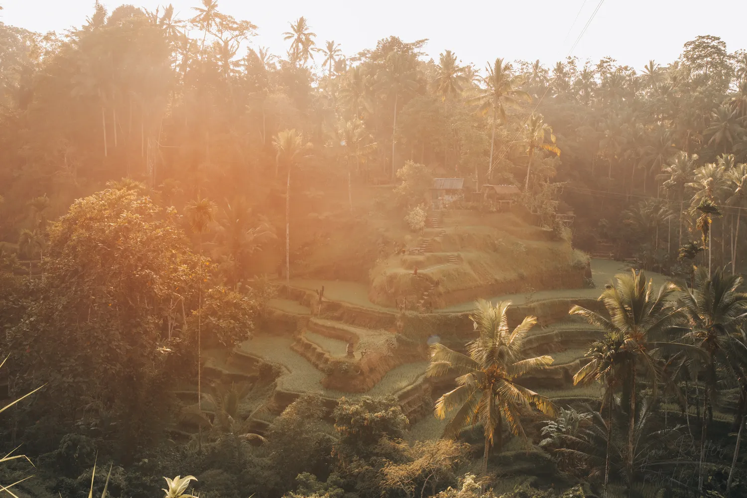 Places of Indonesia Landscape Travel Photos 18 by Lynn Peiffer Sunrise light illuminates the Tegallalang rice terraces surrounded by trees in Bali, Indonesia.