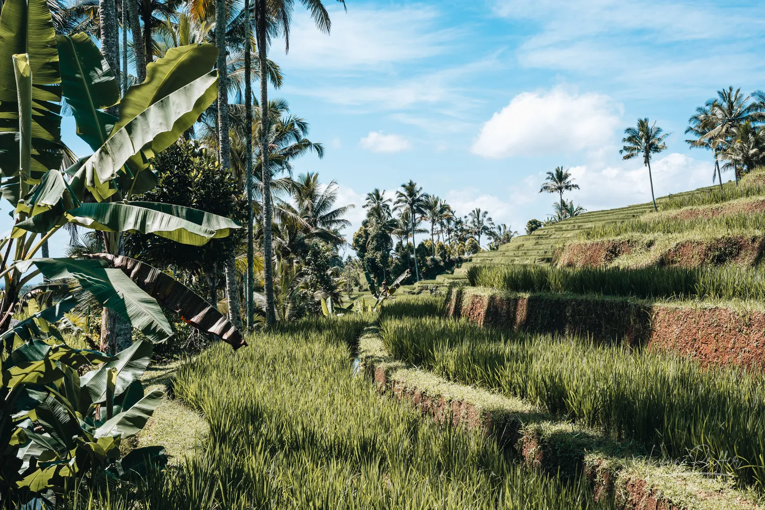 Places of Indonesia Landscape Travel Photos 25 by Lynn Peiffer Palm and banana trees surround a rice terrace in Bali, Indonesia.