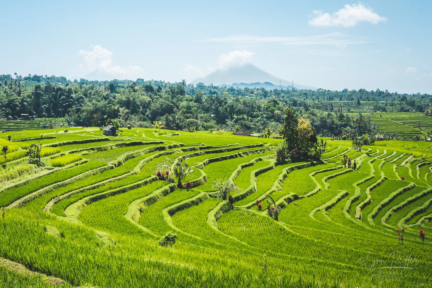 Places of Indonesia Landscape Travel Photos 26 by Lynn Peiffer A vibrant green rice terrace with a looming volcano in the background in Bali, Indonesia.
