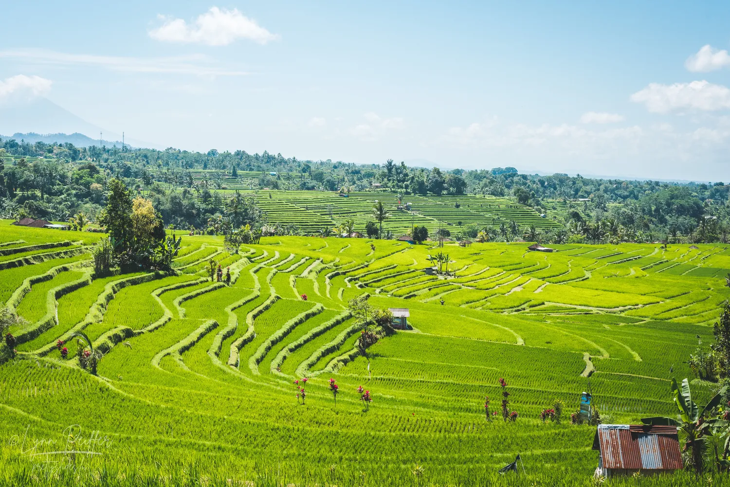 Places of Indonesia Landscape Travel Photos 27 by Lynn Peiffer Vibrant green rice terraces dotted with flowering plants, trees, and shacks in Bali, Indonesia.