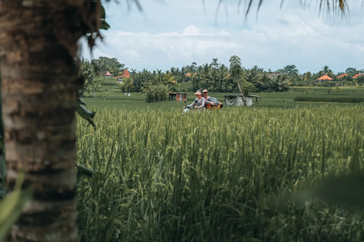 Places of Indonesia Landscape Travel Photos 36 by Lynn Peiffer Two women on a scooter drive through a rice field in Bali, Indonesia.