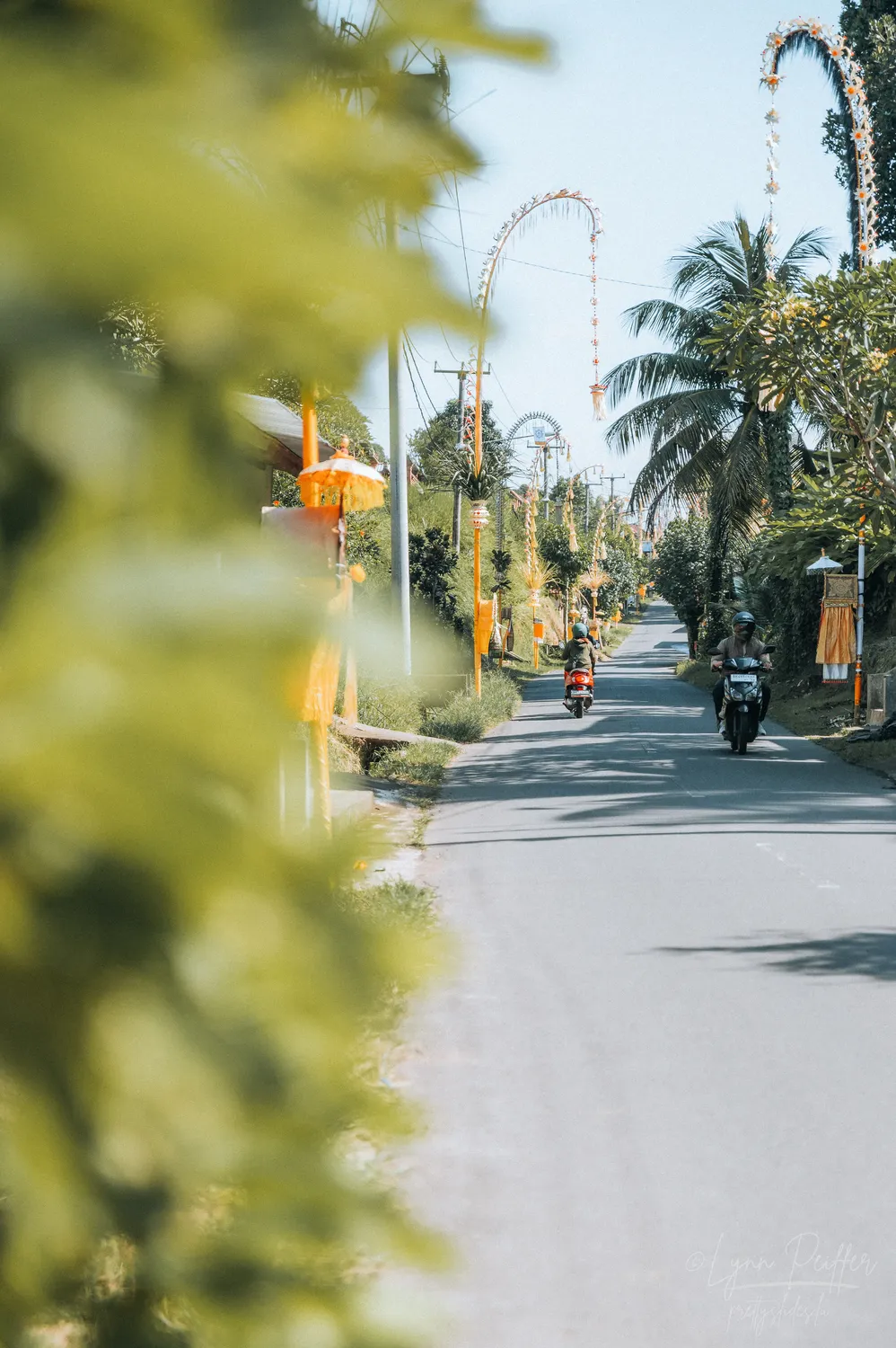 Places of Indonesia Landscape Travel Photos 37 by Lynn Peiffer Penjor decorate a street in Bali during the Hindu Galungan and Kuningan holidays.
