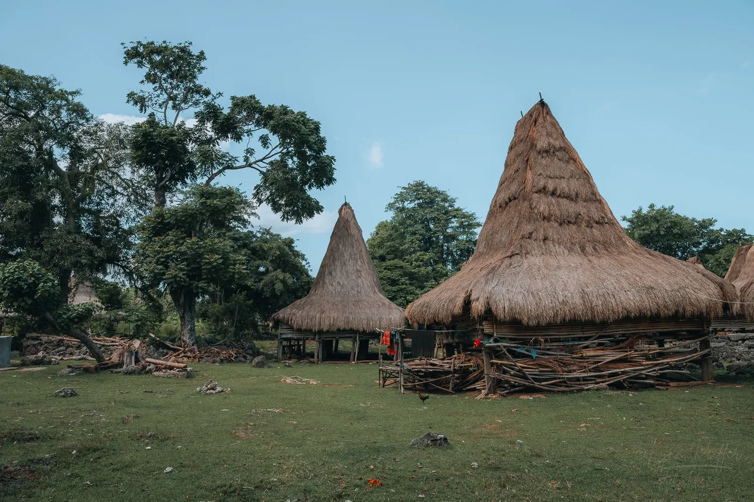 Places of Indonesia Landscape Travel Photos 39 by Lynn Peiffer Traditional houses in Sumba, Indonesia, feature tall, pointed thatched roofs against a blue sky.